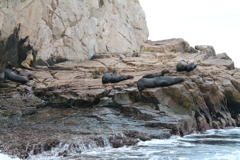 Autoridades monitorean población de lobos marinos en bahía de Cabo San Lucas  - BCS Noticias