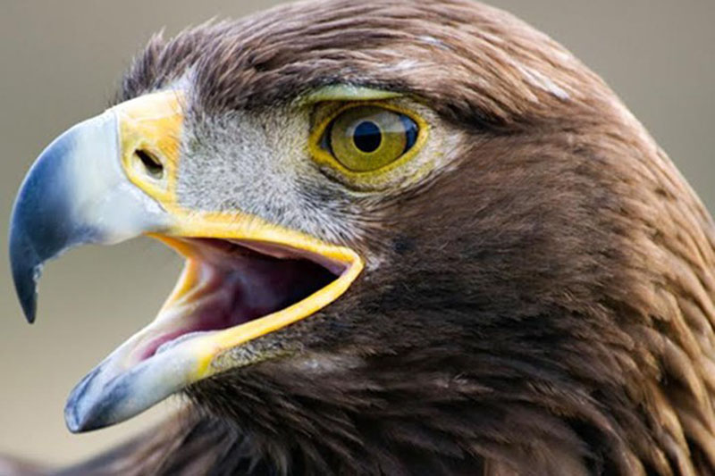 Se reproduce el águila real en la Sierra de la Laguna: Conanp; sólo hay 300  en todo México - BCS Noticias