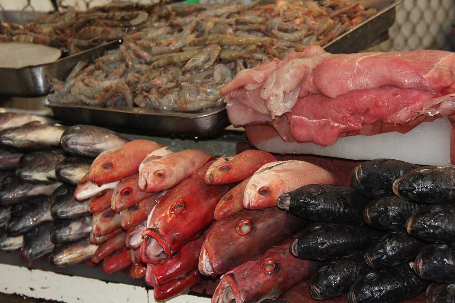 Almejas, pescado y mariscos de Loreto están libres de contaminación:  Coepris - BCS Noticias