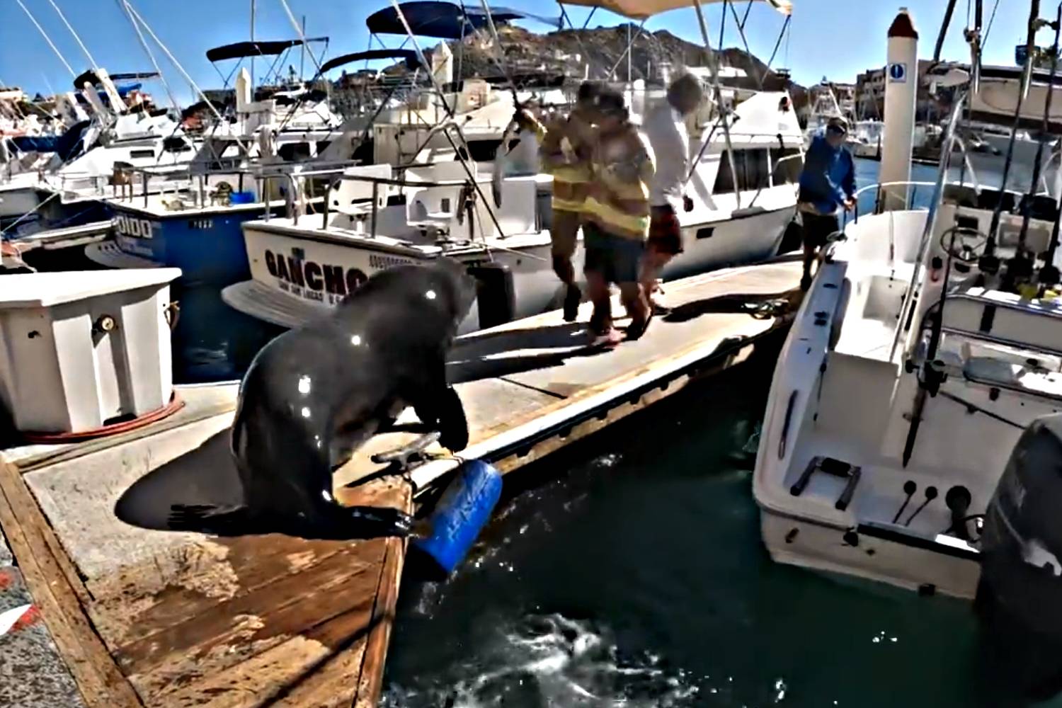 Lobo marino en Cabo San Lucas le quita presa a competidor en torneo de  pesca internacional - BCS Noticias